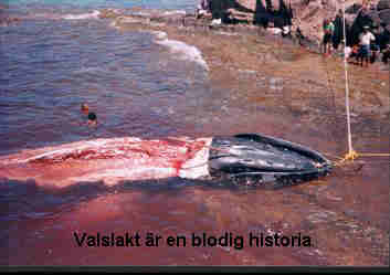 valsklakt