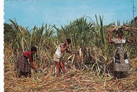 canecutting